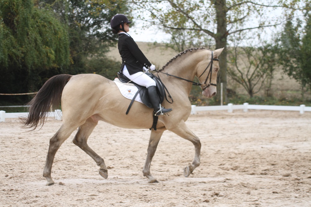 Resultados Finales Campeonato Navarro de Doma Clásica 2015